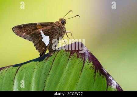 Kapitän mit Silberfleck, Epargyreus clarus, Stockfoto