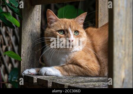 Orange Katze ruht auf Holzbank Stockfoto