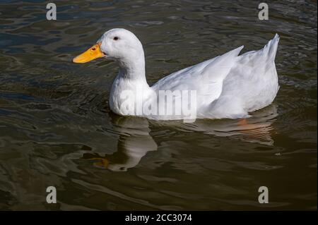 Schwere weiße pekinente, auch als Aylesbury-Ente bekannt Stockfoto