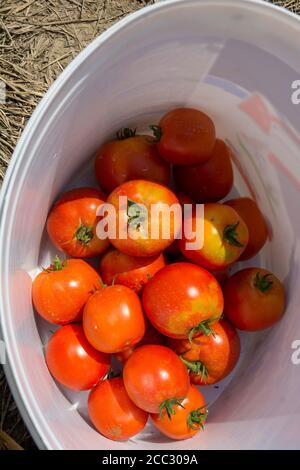 Schöne, frische, frisch gepflückte Tomaten aus eigenem Anbau in einem Eimer warten darauf, verkauft zu werden. Stockfoto