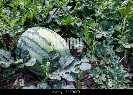 Wassermelonen wachsen auf einem Feld. Frisches Wasser-Melonen unter Blätter auf dem Feld. Ernte von Wassermelonen, Thailand. Stockfoto