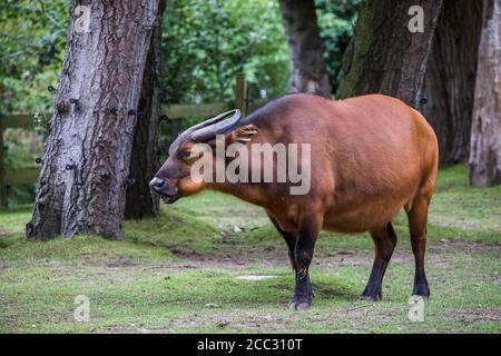 Ein Kongo-Büffel sah Kauen in einem bewaldeten Gebiet in England. Stockfoto