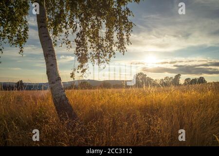 Baum auf dem Feld bei Sonnenuntergang - untergehende Sonne, Sommerabend auf dem Land Stockfoto