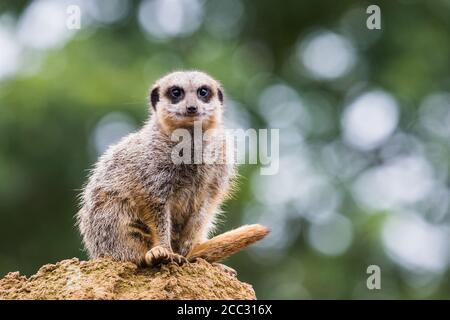 Ein einmaliger Erdmännchen, der hoch oben auf einem Felsen gesehen wurde und in England nach Gefahr Ausschau halten konnte. Stockfoto