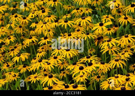 Gelber Rudbeckia hirta, gemeinhin als "schwarze Augen Susan" in Blume Stockfoto