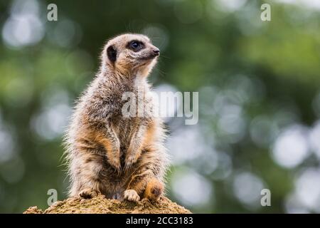 Ein einmaliger Erdmännchen, der hoch oben auf einem Felsen gesehen wurde und in England nach Gefahr Ausschau halten konnte. Stockfoto