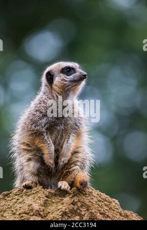 Ein einmaliger Erdmännchen, der hoch oben auf einem Felsen gesehen wurde und in England nach Gefahr Ausschau halten konnte. Stockfoto