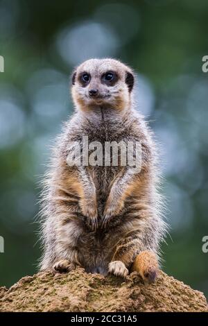 Ein einmaliger Erdmännchen, der hoch oben auf einem Felsen gesehen wurde und in England nach Gefahr Ausschau halten konnte. Stockfoto