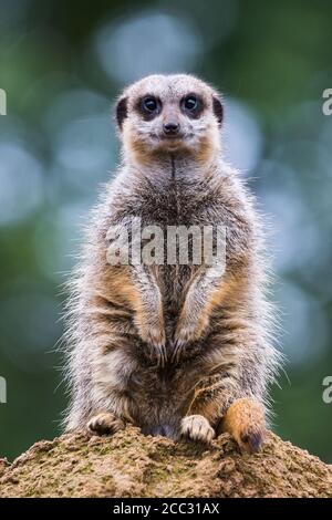 Ein einmaliger Erdmännchen, der hoch oben auf einem Felsen gesehen wurde und in England nach Gefahr Ausschau halten konnte. Stockfoto