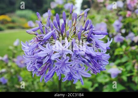 Blauer Agapanthus 'Nördlicher Stern' in Blüte Stockfoto