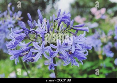 Blauer Agapanthus 'Nördlicher Stern' in Blüte Stockfoto