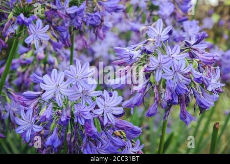 Blauer Agapanthus 'Nördlicher Stern' in Blüte Stockfoto
