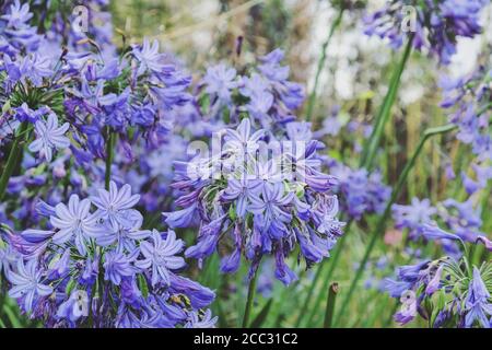 Blauer Agapanthus 'Nördlicher Stern' in Blüte Stockfoto