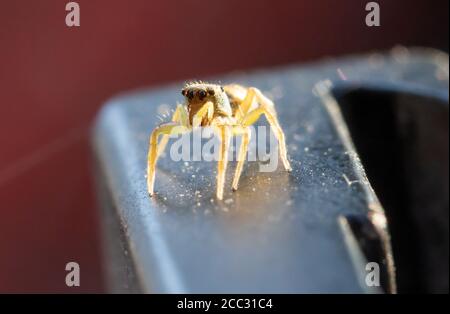 Gelbe braune Spinne mit grünem Kopf Salticidae Spinne im Garten bei Sonnenuntergang, Thailand. Stockfoto