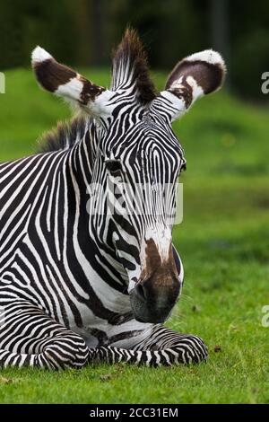 Nahaufnahme eines kaiserlichen Zebras, das auf dem grünen Gras ruht. Stockfoto