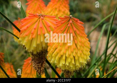 Orangefarbene und gelbe Spitzen von Kniphofia 'Nobilis' in Blüte Stockfoto