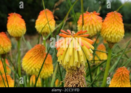 Orangefarbene und gelbe Spitzen von Kniphofia 'Nobilis' in Blüte Stockfoto