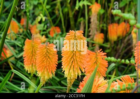 Orangefarbene und gelbe Spitzen von Kniphofia 'Nobilis' in Blüte Stockfoto