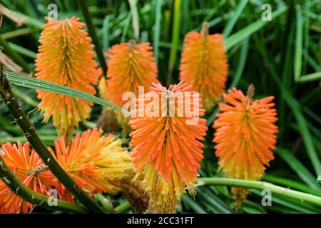 Orangefarbene und gelbe Spitzen von Kniphofia 'Nobilis' in Blüte Stockfoto