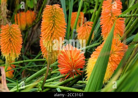 Orangefarbene und gelbe Spitzen von Kniphofia 'Nobilis' in Blüte Stockfoto
