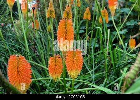 Orangefarbene und gelbe Spitzen von Kniphofia 'Nobilis' in Blüte Stockfoto