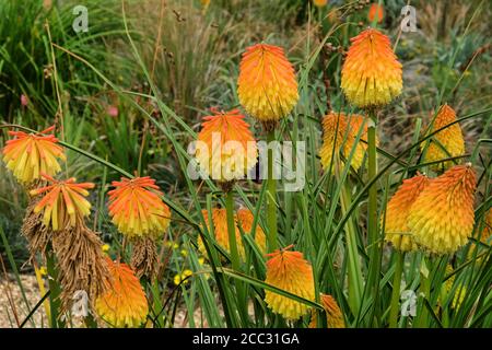 Orangefarbene und gelbe Spitzen von Kniphofia 'Nobilis' in Blüte Stockfoto