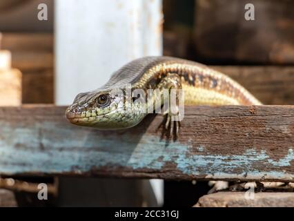 Ein kleines Reptil lebt auf dem Hof des Hauses zwischen den alten Dingen und Material, Thailand. Sun Skink, Scincidae, lebt am Lagerplatz. Stockfoto