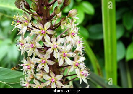 Eucomis comosa 'Ananas-Lilie' in Blüte Stockfoto