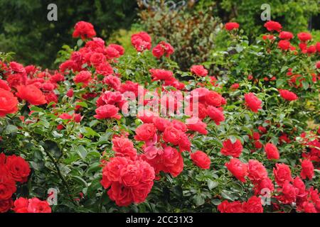 Rote rosa 'Blumenteppich Scharlach' in Blüte Stockfoto