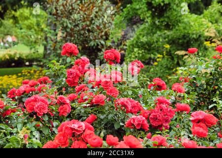 Rote rosa 'Blumenteppich Scharlach' in Blüte Stockfoto