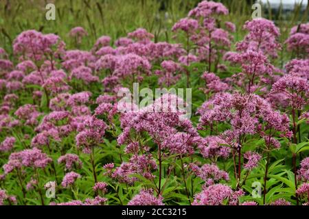 Rosa Eupatorium cannabinum, allgemein bekannt als Hanf-Agrimony in Blüte Stockfoto