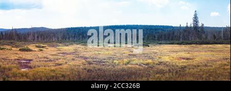 Landschaft mit Moor, Gras und Wald - Isergebirge, Tschechische republik Stockfoto