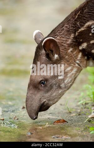 Eine juvenile südamerikanischen Tapir (Tapirus Terrestris) Trinkwasser aus einer Pfütze im ecuadorianischen Amazonas-Regenwald Stockfoto