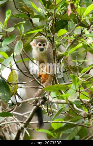Ein Eichhörnchen-Affe (Saimiri spp) im Yasuni-Nationalpark, Ecuador Stockfoto