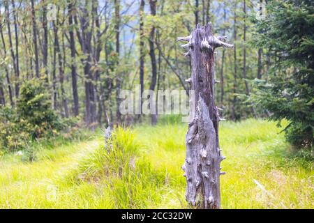 Stumpf des toten Baumes - auf einer grünen Wiese Im Wald Stockfoto