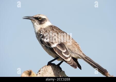 Galapagos-Mockingbird (Mimus parvulus) Stockfoto