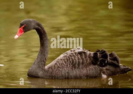 Der schwarze Schwan (Cygnus olor) ist eine große Wasservögel, die vor allem in Australien und Neuseeland brütet Stockfoto