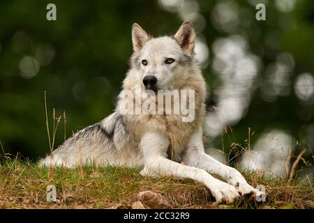 Ein grauer Wolf oder grauer Wolf sitzt in einem Feld (Canis Lupus) Stockfoto