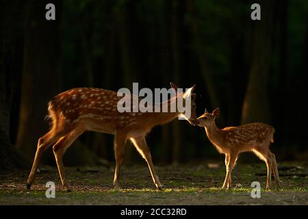 Eine weibliche Damwild und ihre jungen touch Nasen in einem Strahl von Licht (Dama Dama) Stockfoto