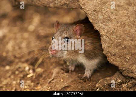 Eine wilde braune Ratte Begriffen aus einem alten Bauernhof bauen (Rattus Norvegicus) Stockfoto