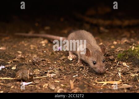 Eine wilde braune Ratte (Rattus Norvegicus) Stockfoto