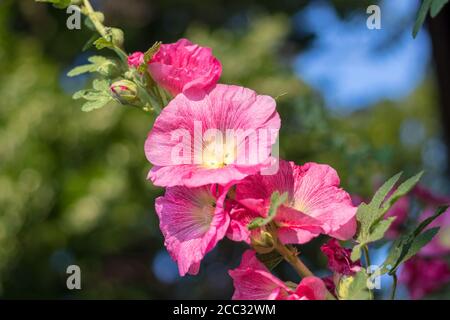Alcea rosea, der gemeine Hollyhock - rote Blütenblüten, Nahaufnahme, im Garten Stockfoto