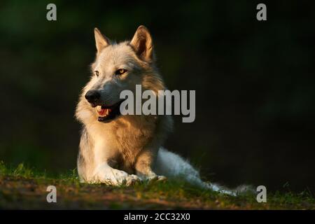 Ein grauer Wolf oder ein grauer Wolf, der in der Sonne liegt (Canis lupus) Stockfoto