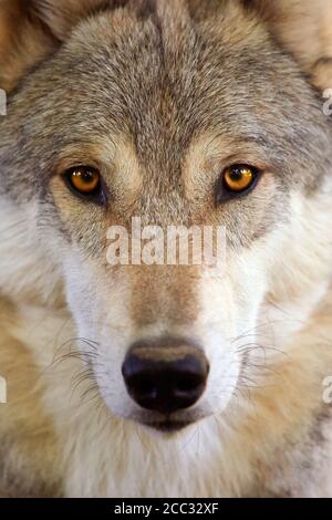 Der graue Wolf oder graue Wolf (Canis Lupus) Stockfoto