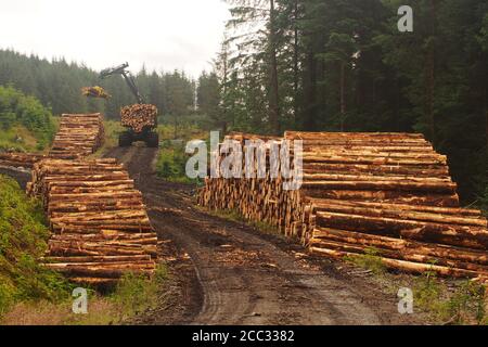 Blick entlang der Enden von zwei Holzstapel immergrünen Bäumen geschnitten und beladen von der Forstkommvision mit einem Ponsse Forwarder in Argyll, Schottland Stockfoto