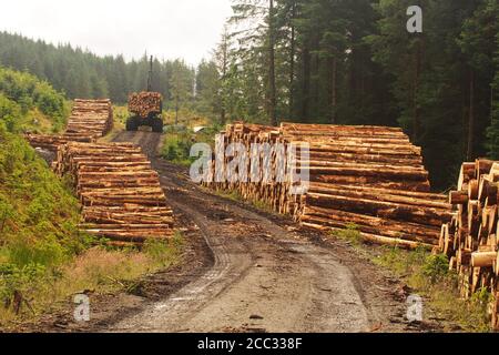 Blick entlang der Enden von zwei Holzstapel immergrünen Bäumen geschnitten und beladen von der Forstkommvision mit einem Ponsse Forwarder in Argyll, Schottland Stockfoto