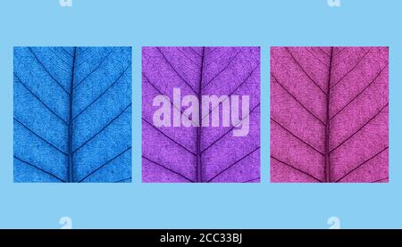 Blatt natürlichen Hintergrund Konzept abstrakt farbige 3d Rendering abstraktes Design Stockfoto