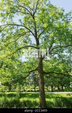 Juglans nigra 'Deming Purple' - Schwarzer Nussbaum, Botanischer Garten Montreal, Quebec, Kanada Stockfoto