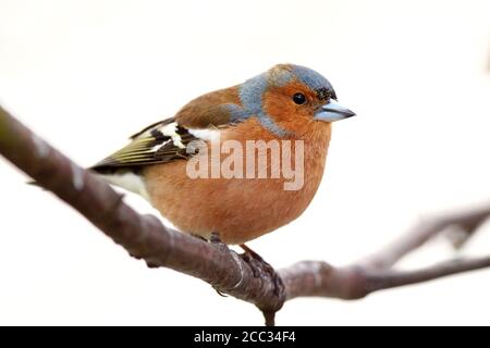 Die gemeinsame Buchfinken (Fringilla Coelebs) Schottland, Vereinigtes Königreich Stockfoto