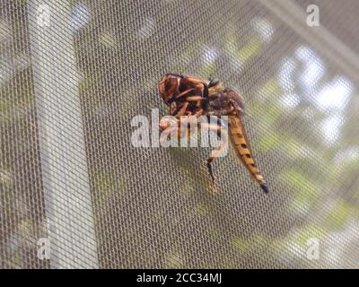 Rotfüßige Kannibalfliege Unterart einer Raubfliege, auch Bienenpanther genannt, mit einer europäischen Hornissenbeute auf Outdoor-Fensterschirm. Stockfoto